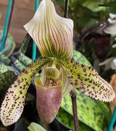 Paphiopedilum x dixlerianum — orchid specimen at Seattle Orchid