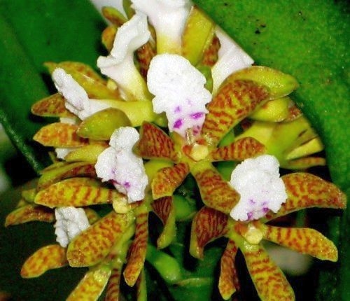 Acampe papillosa — orchid specimen at Seattle Orchid