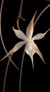 Aerangis distincta — orchid specimen at Seattle Orchid