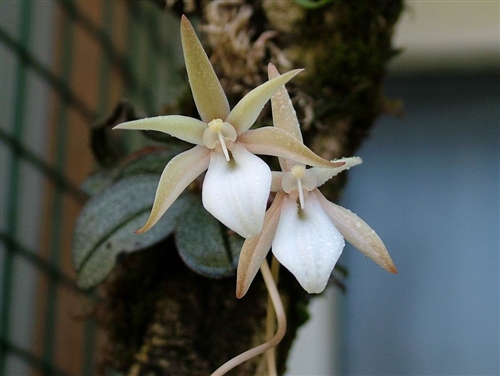 Aerangis punctata — orchid specimen at Seattle Orchid