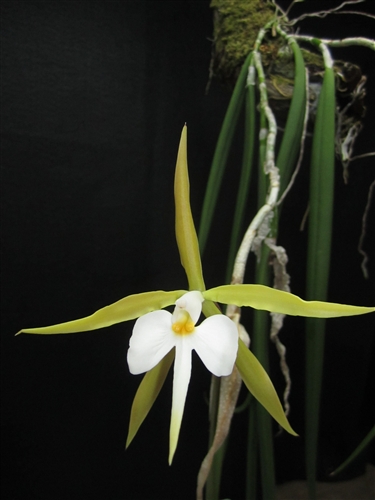 Epidendrum parkinsonianum — orchid specimen at Seattle Orchid