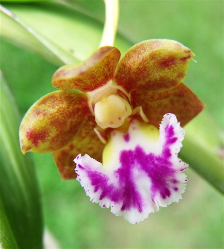 Aerides flabellata — orchid specimen at Seattle Orchid