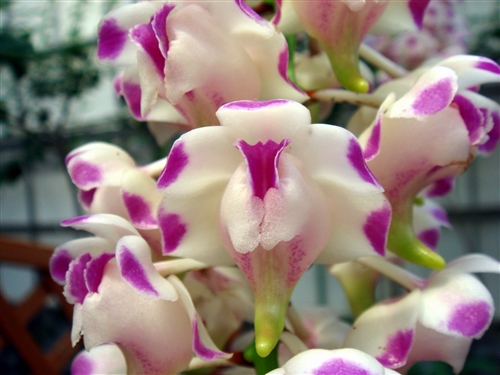 Aerides lawrenciae — orchid specimen at Seattle Orchid