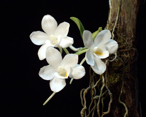 Amesiella philippinensis — orchid specimen at Seattle Orchid